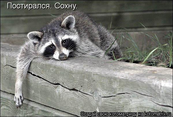 Постирался. Сохну.... Котоматрица: Постирался. Сохну.