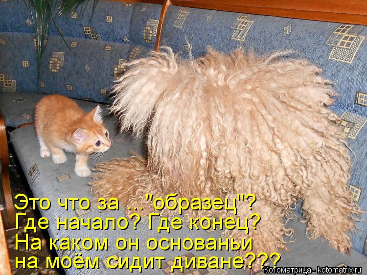 Котоматрица: на моём сидит диване??? Это что за ..."образец"? Где начало? Где конец? На каком он основаньи