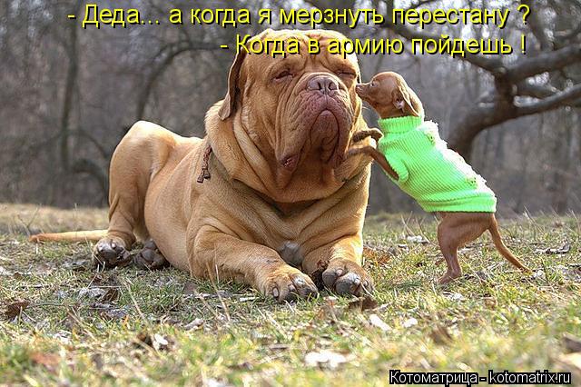 Котоматрица: - Деда... а когда я мерзнуть перестану ? - Когда в армию пойдешь !
