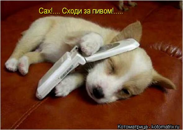 Котоматрица: Сах!.... Сходи за пивом!.....
