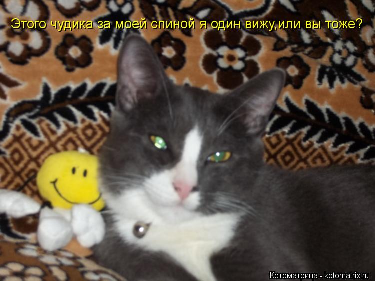 Котоматрица: Этого чудика за моей спиной я один вижу,или вы тоже?
