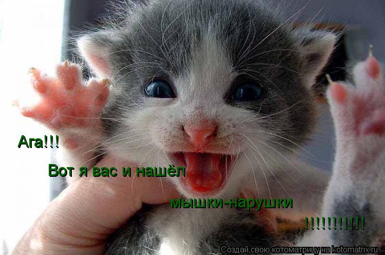 Котоматрица: Ага!!!  Вот я вас и нашёл мышки-нарушки !!!!!!!!!!!