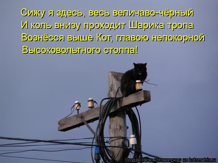 Котоматрица: Сижу я здесь, весь величаво-чёрный И коль внизу проходит Шарика тропа Вознёсся выше Кот, главою непокорной Высоковольтного столпа!