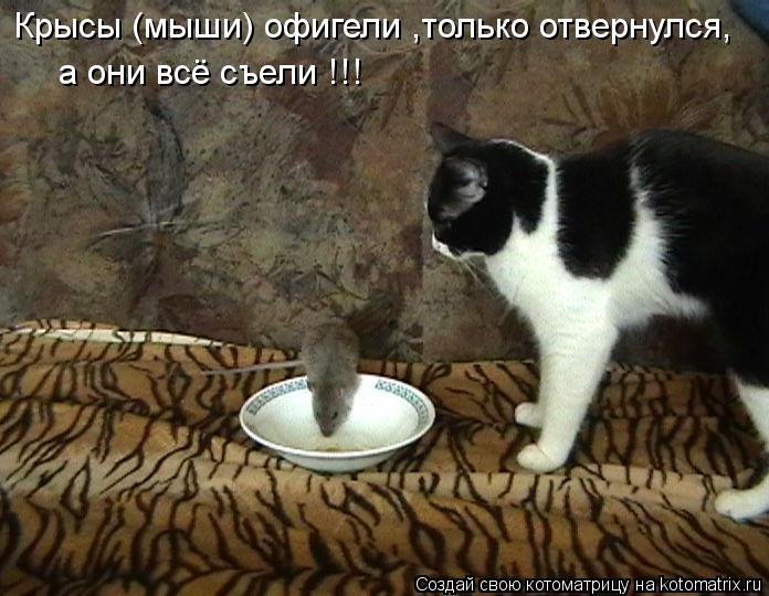 Котоматрица: Крысы (мыши) офигели ,только отвернулся, а они всё съели !!!