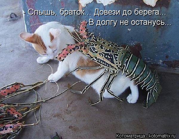 - Слышь, браток... Довези до берега... В долгу не останусь...... Котоматрица: - Слышь, браток... Довези до берега... В долгу не останусь...