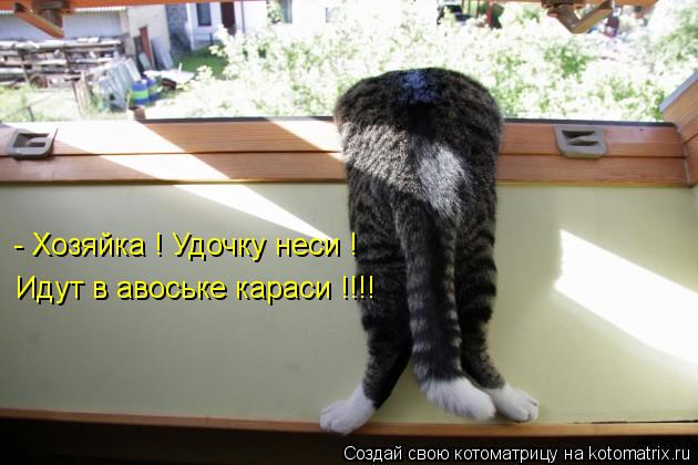 Котоматрица: - Хозяйка ! Удочку неси ! Идут в авоське караси !!!!