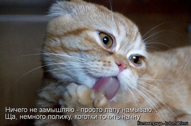 Котоматрица: Ничего не замышляю - просто лапу намываю... Ничего не замышляю - просто лапу намываю... Ща, немного полижу, коготки точить начну