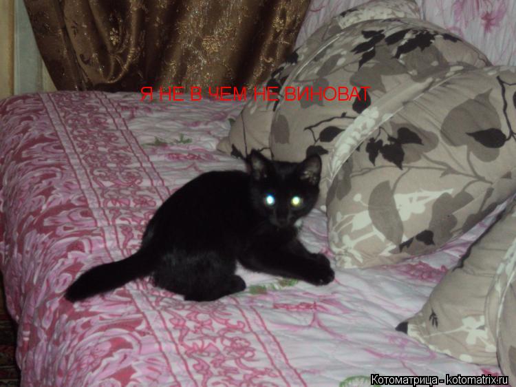 Котоматрица: Я НЕ В ЧЕМ НЕ ВИНОВАТ