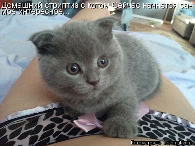 Котоматрица: Домашний стриптиз с котом.Сейчас начнётся са- мое интересное...