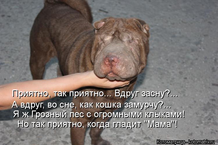 Приятно, так приятно... Вдруг засну?... А вдруг, во сне, как кошка замурчу?... Я ж Грозный пес с огро... Котоматрица: Приятно, так приятно... Вдруг засну?... А вдруг, во сне, как кошка замурчу?... Я ж Грозный пес с огромными клыками! Но так приятно, когда гладит "Ма