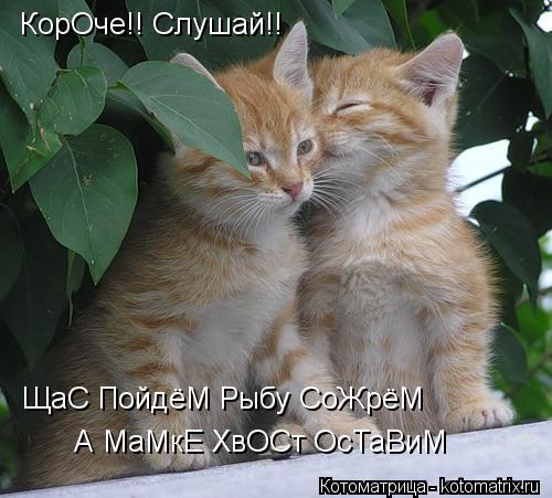 Котоматрица: КорОче!! Слушай!! ЩаС ПойдёМ Рыбу СоЖрёМ А МаМкЕ ХвОСт ОсТаВиМ