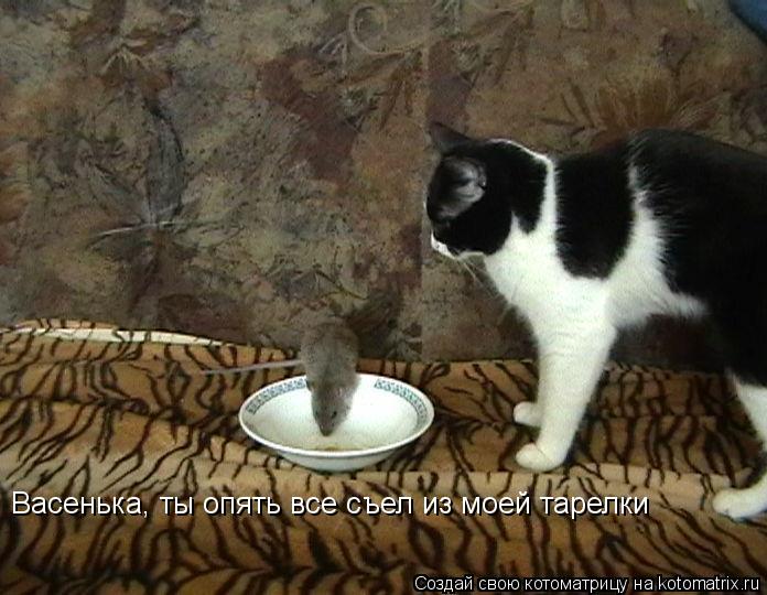 Васенька, ты опять все съел из моей тарелки... Котоматрица: Васенька, ты опять все съел из моей тарелки