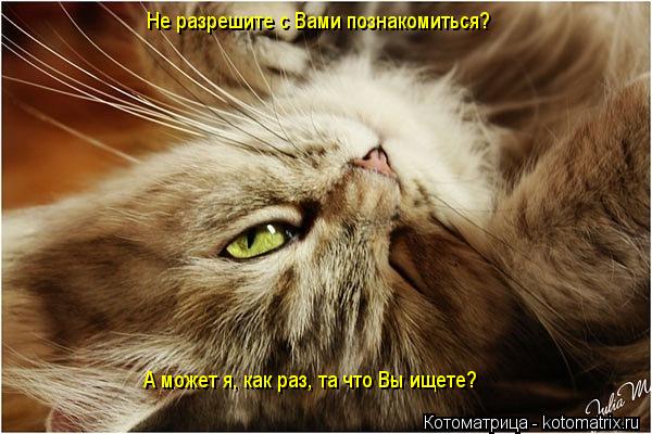 Котоматрица: Не разрешите с Вами познакомиться? А может я, как раз, та что Вы ищете?