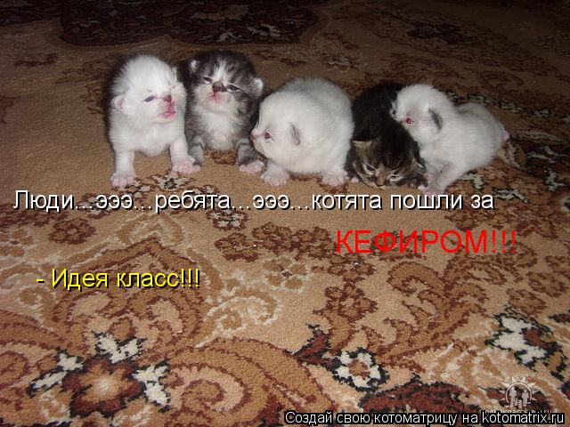 Котоматрица: Люди...эээ...ребята...эээ...котята пошли за  КЕФИРОМ!!! - Идея класс!!!