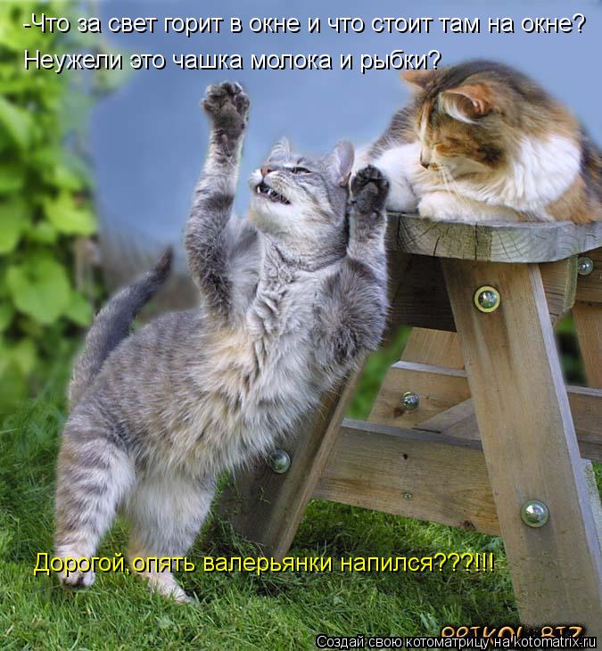Котоматрица: -Что за свет горит в окне и что стоит там на окне? Дорогой,опять валерьянки напился???!!! Неужели это чашка молока и рыбки?