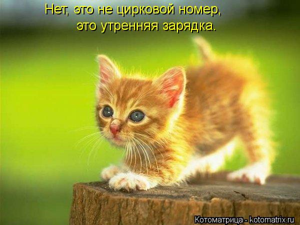 Котоматрица: Нет, это не цирковой номер, это утренняя зарядка.