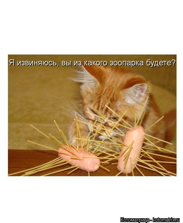 Я извиняюсь, вы из какого зоопарка будете?... Котоматрица: Я извиняюсь, вы из какого зоопарка будете?