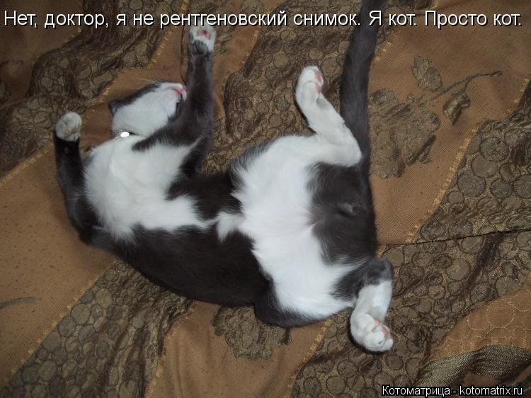 Нет, доктор, я не рентгеновский снимок. Я кот. Просто кот.... Котоматрица: Нет, доктор, я не рентгеновский снимок. Я кот. Просто кот.