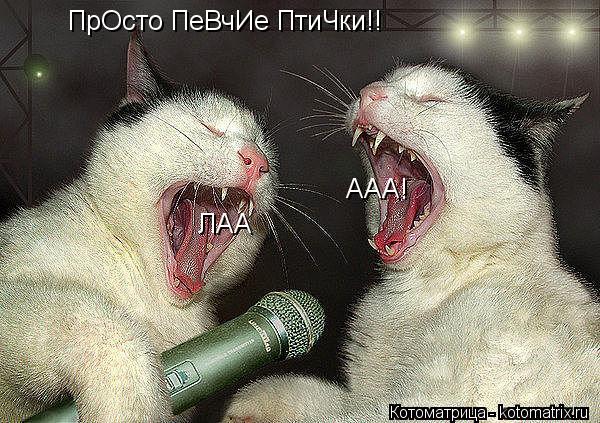 Котоматрица: ПрОсто ПеВчИе ПтиЧки!! ААА! ЛАА
