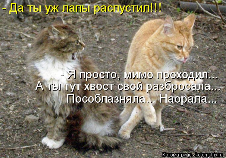 Котоматрица: - Да ты уж лапы распустил!!! - Я просто, мимо проходил... А ты тут хвост свой разбросала... Пособлазняла... Наорала...