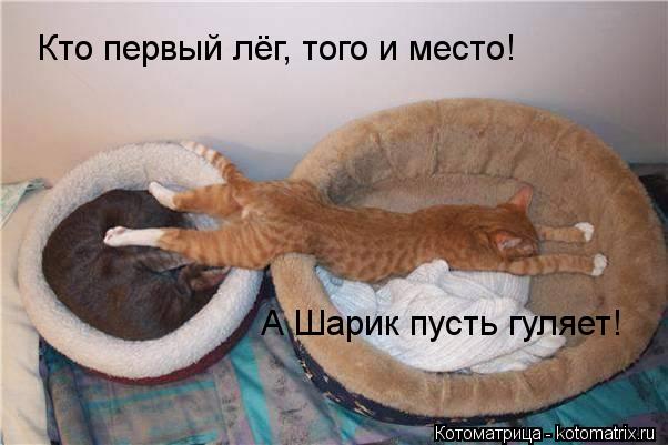 Котоматрица: Кто первый лёг, того и место! А Шарик пусть гуляет!