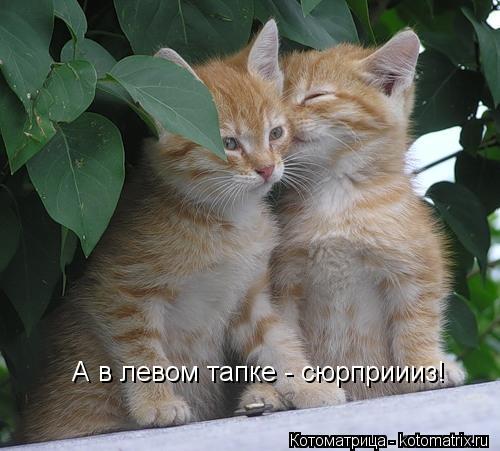 Котоматрица: А в левом тапке - сюрприииз!