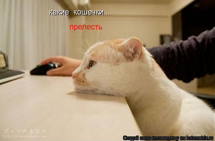 Котоматрица: какие  кошечки.... прелесть