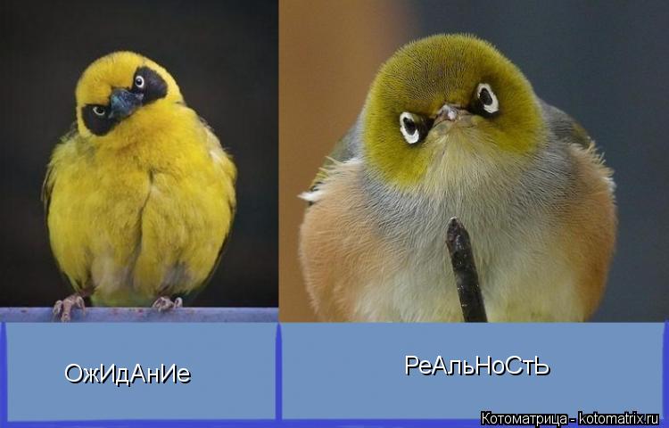 Котоматрица: ОжИдАнИе РеАльНоСтЬ