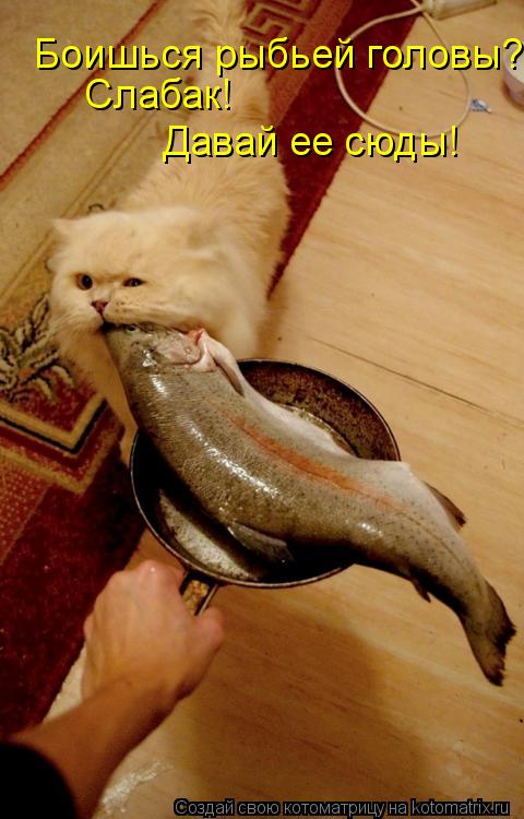 Котоматрица: Боишься рыбьей головы? Слабак! Давай ее сюды!