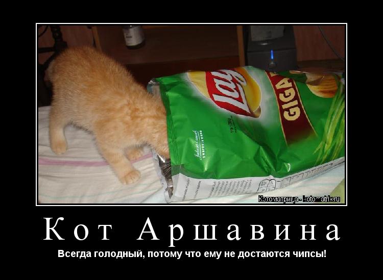 Кот Аршавина Всегда голодный, потому что ему не достаются чипсы!... Котоматрица: Кот Аршавина Всегда голодный, потому что ему не достаются чипсы!