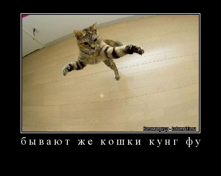 Котоматрица: бывают же кошки кунг фу 