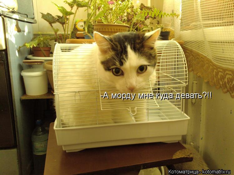 -А морду мне куда девать?!!... Котоматрица: -А морду мне куда девать?!!
