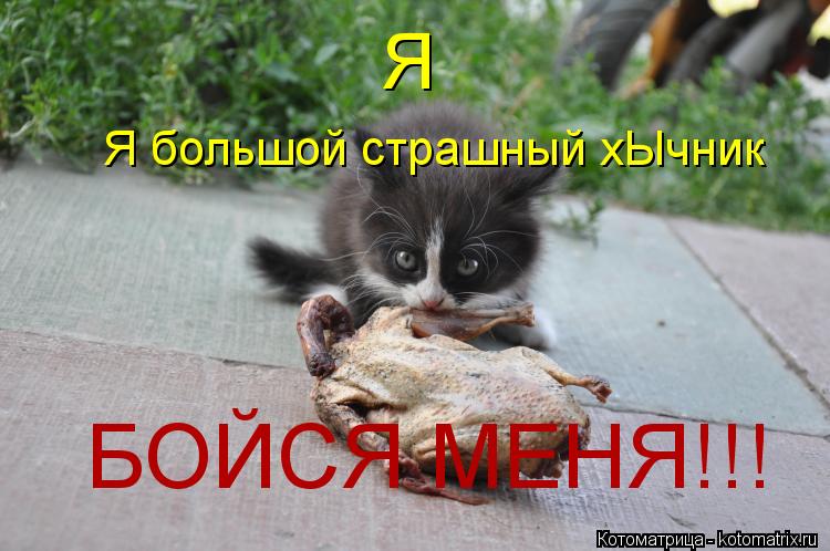 Котоматрица: Я Я большой страшный хЫчник БОЙСЯ МЕНЯ!!!