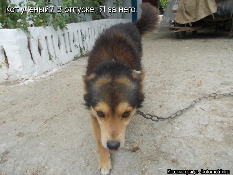 Котоматрица: Кот ученый? В отпуске. Я за него.