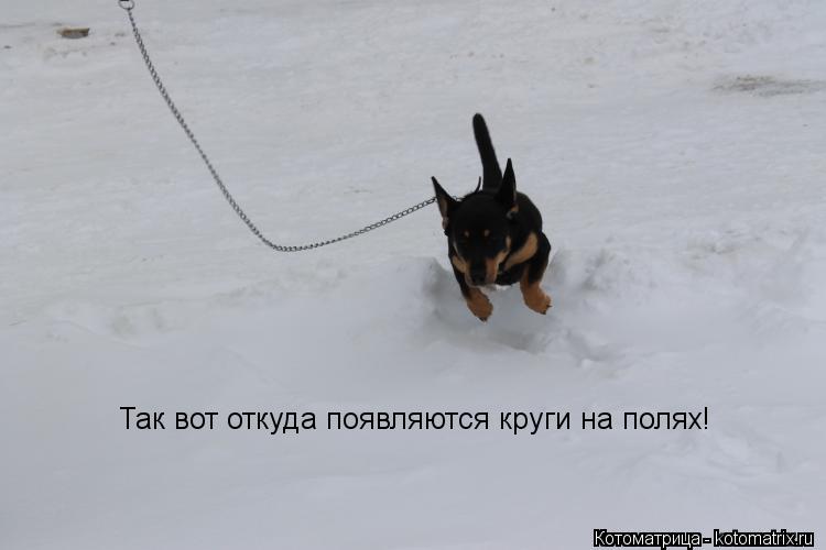 Котоматрица: Так вот откуда появляются круги на полях!