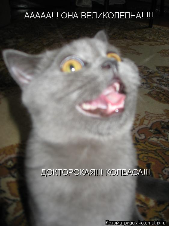 Котоматрица: ААААА!!! ОНА ВЕЛИКОЛЕПНА!!!!! ДОКТОРСКАЯ!!! КОЛБАСА!!!