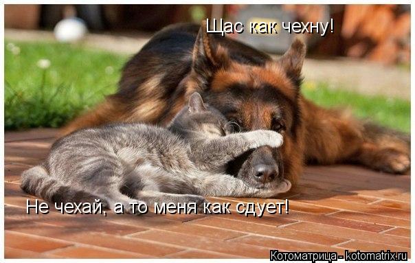 Котоматрица: Щас как чехну! Не чехай, а то меня как сдует!