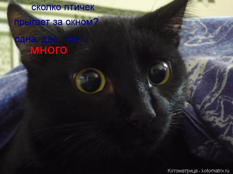 Котоматрица: сколко птичек прыгает за окном? одна, две, три... много