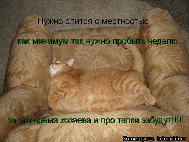 Котоматрица: Нужно слится с местностью как минимум так нужно пробыть неделю за это время хозяева и про тапки забудут!!!!!