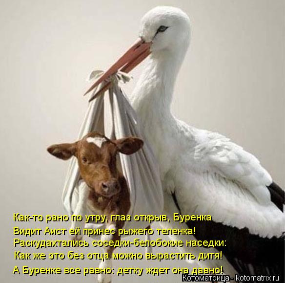 Котоматрица: Как-то рано по утру, глаз открыв, Буренка Видит Аист ей принес рыжего теленка! Раскудахтались соседки-белобокие наседки: Как же это без отца 