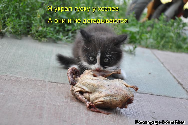 Котоматрица: Я украл гуску у хозяев А они и не догадываются