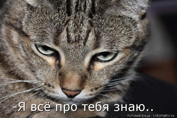 Котоматрица: -Я всё про тебя знаю..