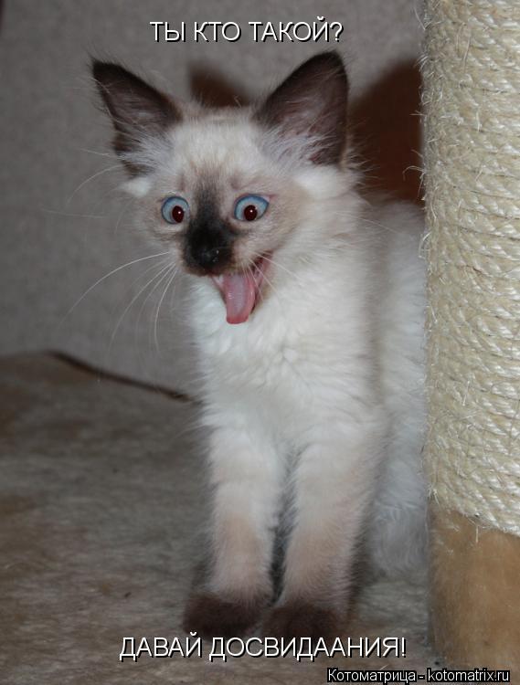 ТЫ КТО ТАКОЙ? ДАВАЙ ДОСВИДААНИЯ!... Котоматрица: ТЫ КТО ТАКОЙ? ДАВАЙ ДОСВИДААНИЯ!