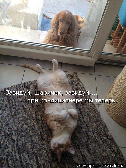 Котоматрица: Завидуй, Шаричек, завидуй.... при кондиционере мы теперь....
