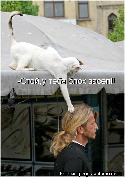 -Стой,у тебя блох засел!!... Котоматрица: -Стой,у тебя блох засел!!