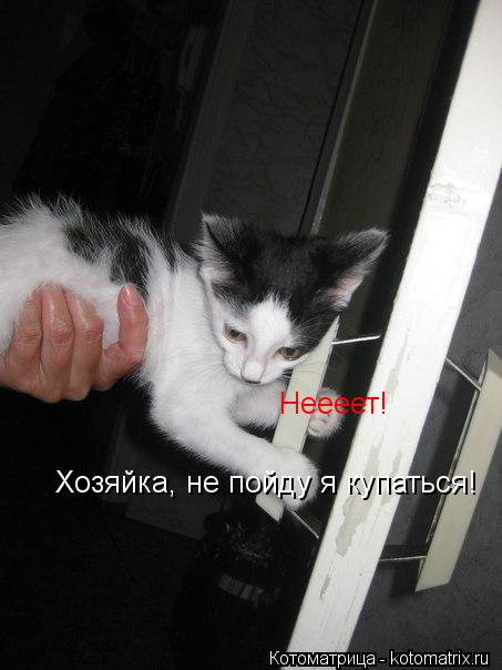 Котоматрица: Неееет!  Хозяйка, не пойду я купаться!