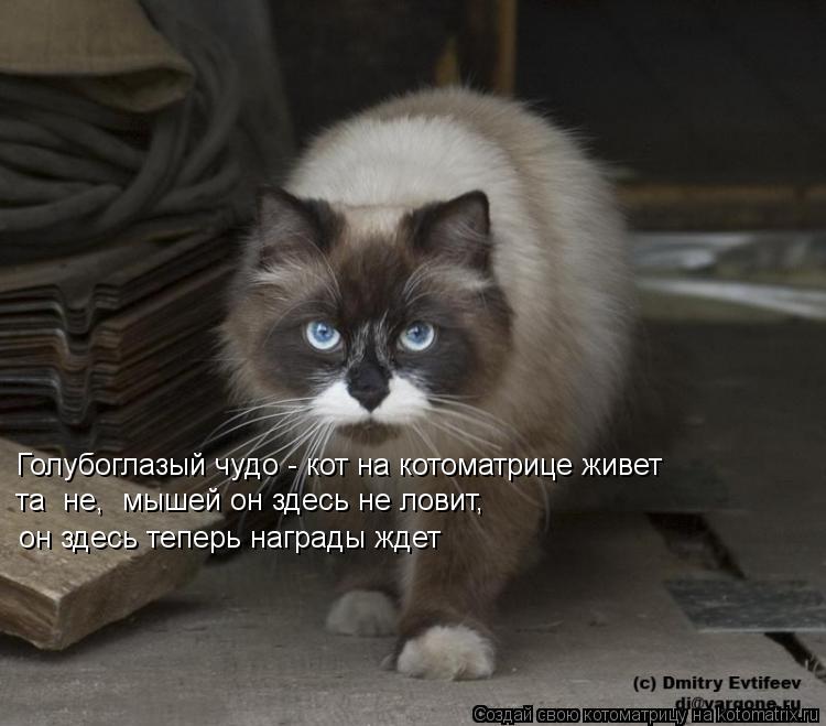 Голубоглазый чудо - кот на котоматрице живет та не, мышей он здесь не ловит, он здесь теперь награ... Котоматрица: Голубоглазый чудо - кот на котоматрице живет та не, мышей он здесь не ловит, он здесь теперь награды ждет