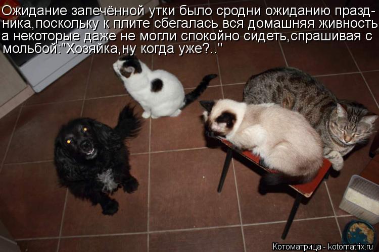 Котоматрица: Ожидание запечённой утки было сродни ожиданию празд- ника,поскольку к плите сбегалась вся домашняя живность, а некоторые даже не могли спо