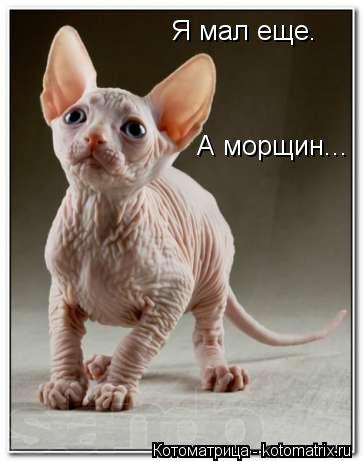 Котоматрица: Я мал еще. А морщин...