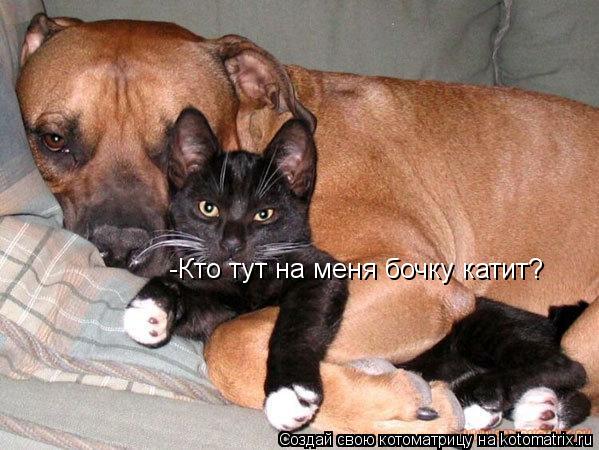 Котоматрица: -Кто тут на меня бочку катит?